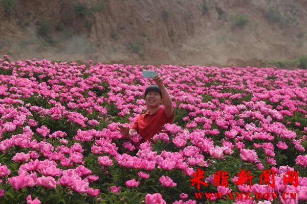 米脂李均沟村：芍药花开醉游人