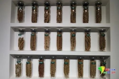 陕西米脂：用小米打造陕西农产“金”名片