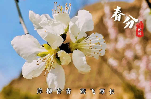 春分 || 岸柳青青 莺飞草长